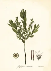 Törpebogyó, cserjebogyó vagy gubacs, Gaylussacia dumosa
