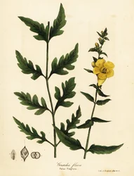 Hamis gyűszűvirág, Aureolaria flava (Gerardia flava)