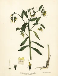 Hamis gromwell, Onosmodium hispidum