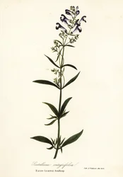 Sisakvirág, sisakkoponya vagy egész levelű sisak, Scutellaria integrifolia