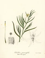 Iszapi útifű vagy vízijácint, Heteranthera dubia (vízi csillagfű, Schollera graminifolia)