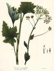Halvány indiai útifű, Arnoglossum atriplicifolium (narancslevelű cacalia, Cacalia atriplicifolia)