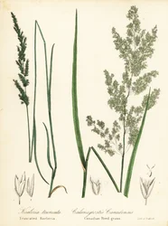 Préri ékpikkely, Sphenopholis obtusata és kanadai nádfű, Calamagrostis canadensis