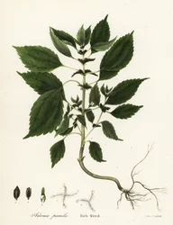 Gazdag gyomnövény, Adenia pumila (Collinsonia canadensis?)