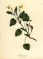 Csíkos krémibolya, krémes ibolya vagy csíkos ibolya, Viola striata
