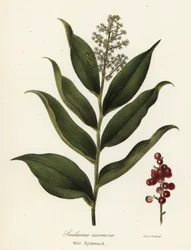Treacleberry, Maianthemum racemosum (vad spikenard, Smilacina racemosa)