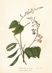 Vad vesebab, Phaseolus polystachios (évelő vesebab, Phaseolus perennis)