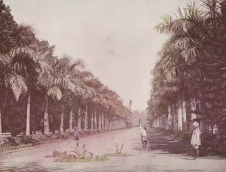 Avenue of Palms, Botanical Gardens, Calcutta (színes fotó)