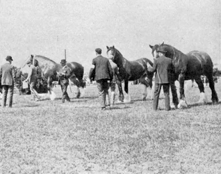 Shire Horses megítélése az Oxfordshire-i Mezőgazdasági Kiállításon, illusztráció a The Kingből, 1901. május 25.