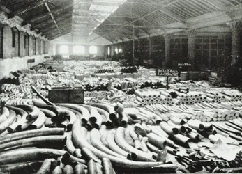 London Docks: elefántcsont raktár, 1895