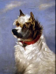 Vörös galléros terrier