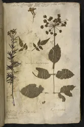Adja hozzá az MS 78334 f.3r szárított növénymintát magyarázattal, a 
