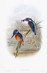 Alcedo Ispida (közönséges jégmadár)