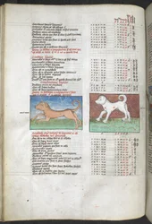 Arundel MS 66 f.44v Canis maior és Canis minor kutyaként ábrázolva 