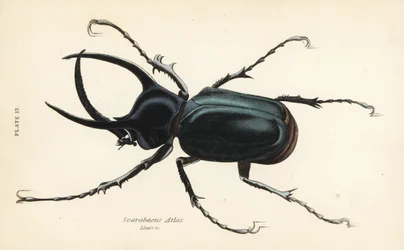 Atlaszbogár, Chalcosoma atlasz (Scarabaeus atlas)