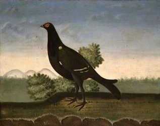 Fekete fajd