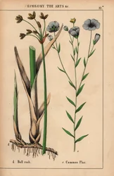 Bull rush vagy gyékény Cyperus és közönséges len növény kék virágokkal Linum usitatissimum.  , a "The Instructive Picturebook, or Lessons from the Vegetable World", [Charlotte Mary Yonge], Edinburgh