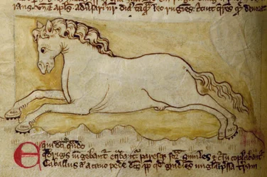 CCA-LitMs/D/10 fol. 10r Horse, a Bestiáriumból