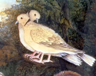 Csirke és galambok egy farm közelében, galambrészlet (akvarell, gouache papíron) (93278 részlet)