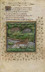 Cotton Vespasianus B. XII, f.4 Borz, vadmacska és vidra illusztrációja; verssel, William Twety és John Gyfford „Treatise on Hunting” című könyvéből, 1440 körül (vellum)