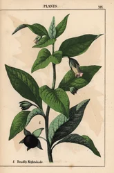 Halálos nadálytő   , a "The Instructive Picturebook, or Lessons from the Vegetable World", [Charlotte Mary Yonge], Edinburgh