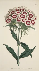 Dianthus Barbatus Szakállas Rózsaszín, kocsma. 1792-es kézzel színezett metszet.