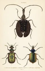 Erdei hernyóvadász, Calosoma sycophanta 1, földi bogár, Elaphrus riparius 2 és hegedűbogár, Mormolyce phyllodes 3