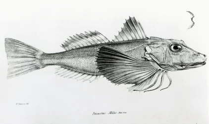 Galapagos Gurnard, 6. tábla a „H.M.S. Beagle útjának zoológiájából, 1832-36”, Charles Darwin
