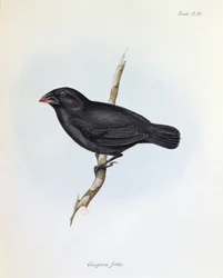 Geospiza Fortis, illusztráció a The Zoology of the Voyage of H.M.S. Beagle, 1832-36, Charles Darwin (1809-92), 1840