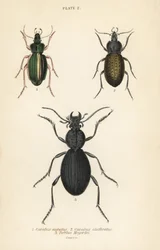 Arany futrinka, Carabus auratus 1, futrinka, Carabus clathratus 2, és nagy fekete futrinka, Tefflus megerlei