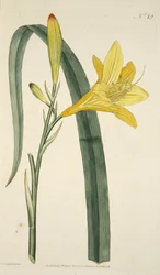 Hemerocallis Flava (Sárga nappali liliom) a Botanikai Magazinból vagy a Virágoskertből Megjelenítve, pub. 1796 (kézzel színezett metszet)