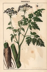 Bürök vagy Conium maculatum   , a "The Instructive Picturebook, or Lessons from the Vegetable World", [Charlotte Mary Yonge], Edinburgh