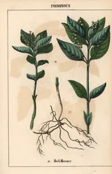 Gyógynövény higany   , a "The Instructive Picturebook, or Lessons from the Vegetable World", [Charlotte Mary Yonge], Edinburgh
