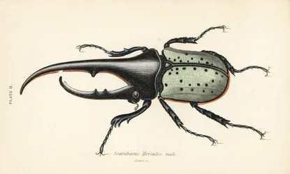 Hercules bogár, hím, Dynastes hercules, Scarabaeus hercules