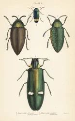 Ékszerbogarak: Buprestis chrysis 1, Buprestis sternicornis 2