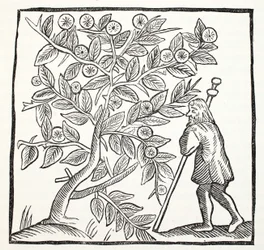 Arimatheai József és a Glastonbury Thorn, illusztráció a Chap-books of the Eightenth Century-ből, John Ashton, pub. 1882