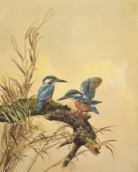 Kingfishers, 1890 körül (wc papíron)