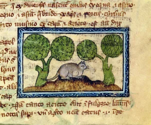 MS 379 f.12r Egy macska egy földhalmon guggolva, részlet egy Bestiáriumból, angolul