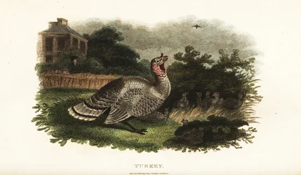 Hím pulyka, Meleagris gallopavo, egy tyúkot véd a ragadozó sólyomtól