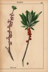 Mezereon piros bogyós gyümölcsökkel és rózsaszín virágokkal.  , a "The Instructive Picturebook, or Lessons from the Vegetable World", [Charlotte Mary Yonge], Edinburgh