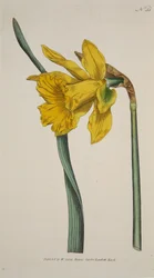 Narcissus Major Nagy Nárcisz, kocsma. 1793-as kézzel színezett metszet.