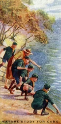 Természettanulmány kölyköknek, 1929