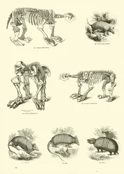 Oldal a The Pitorial Museum of Animated Nature-ből