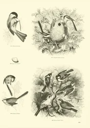 Oldal a The Pitorial Museum of Animated Nature-ből