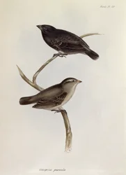 Geospiza Parvula pár, illusztráció a Zoology of the Voyage of H.M.S. Beagle, 1832-36, Charles Darwin (1809-92), 1840
