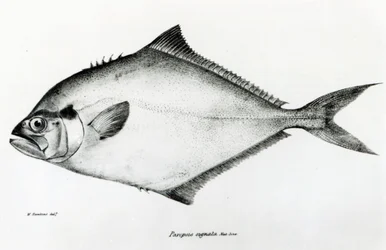 Paropsis Signata, 13. lemez, Charles Darwin „The Zoology of the Voyage of H.M.S Beagle, 1832-36”