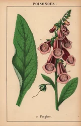 Lila gyűszűvirág  , a "The Instructive Picturebook, or Lessons from the Vegetable World", [Charlotte Mary Yonge], Edinburgh