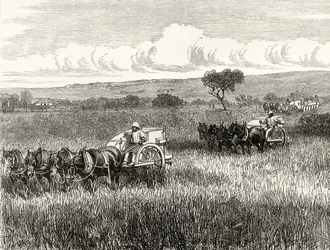 Aratás Dél-Adelaide-ben, 1880 körül, Howard Willoughby „Australian Pictures”-ből, a Religious Tract Society, London, 1886