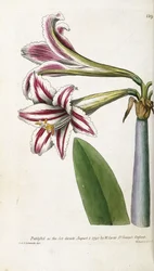 Piros-fehér csíkos liliom, 1799-1810