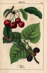 Piros cseresznye és eperfa gyümölcs   , a "The Instructive Picturebook, or Lessons from the Vegetable World", [Charlotte Mary Yonge], Edinburgh